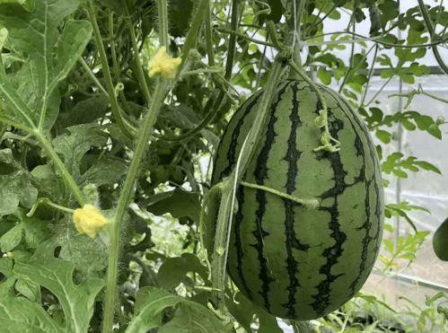 古茗吃瓜扣  第3张