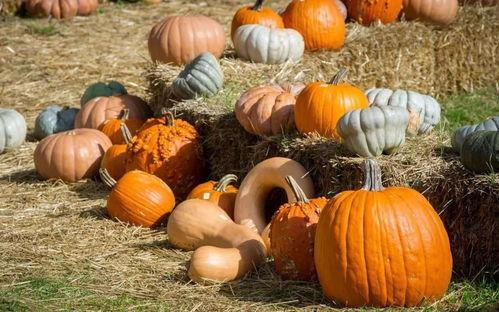 瓜哥吃瓜奇葩乐器,揭秘那些令人捧腹的奇葩乐器  第3张