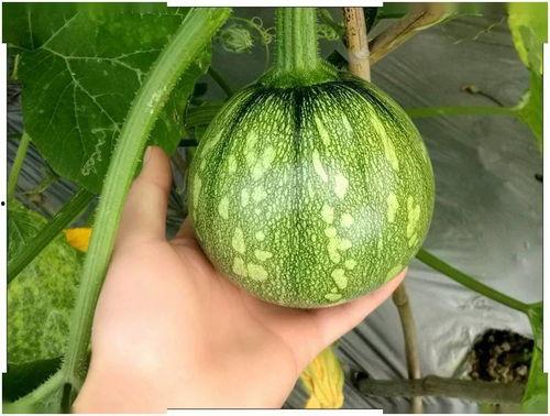 江苏经贸吃瓜详情,揭秘校园内幕风波  第1张