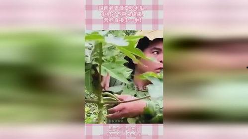 越南老表吃瓜,揭秘东南亚独特的饮食文化  第3张