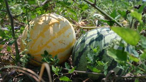 太谷吃瓜来龙去脉,揭秘龙去脉来背后的真相  第2张