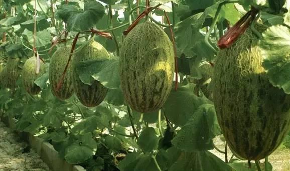 太谷吃瓜来龙去脉,揭秘龙去脉来背后的真相  第3张