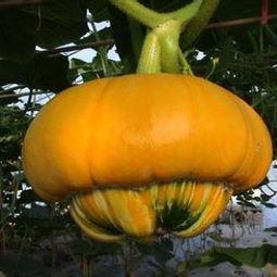 香炉瓜可以吃吗,美味可口的天然食材,你了解多少? 第1张 香炉瓜可以吃吗,美味可口的天然食材,你了解多少? 第1张