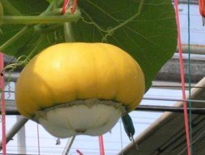 香炉瓜可以吃吗,美味可口的天然食材,你了解多少? 第2张 香炉瓜可以吃吗,美味可口的天然食材,你了解多少? 第2张