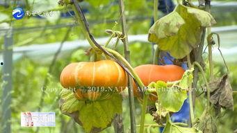 香炉瓜可以吃吗,美味可口的天然食材,你了解多少? 第3张 香炉瓜可以吃吗,美味可口的天然食材,你了解多少? 第3张