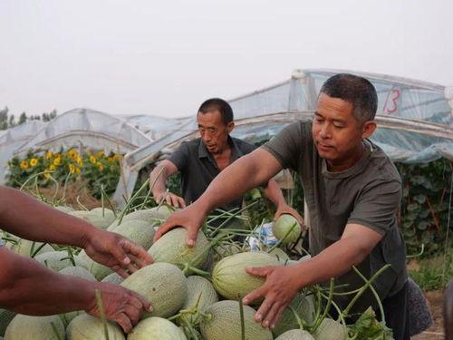 去大棚吃瓜,体验大棚里的夏日瓜香之旅