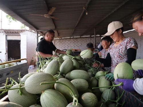 去大棚吃瓜,体验大棚里的夏日瓜香之旅 第2张 去大棚吃瓜,体验大棚里的夏日瓜香之旅 第2张