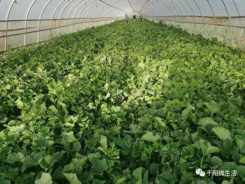 去大棚吃瓜,体验大棚里的夏日瓜香之旅 第3张 去大棚吃瓜,体验大棚里的夏日瓜香之旅 第3张