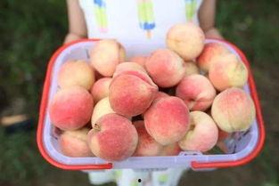 泡泡吃瓜中心,揭秘娱乐圈幕后故事，带你领略明星真实生活  第2张