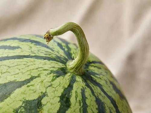 上海城吃瓜,探寻这座魔都的街头美食风情