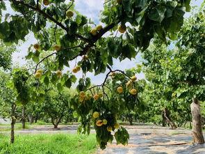 东港孤山吃瓜,消暑解馋的悠闲时光