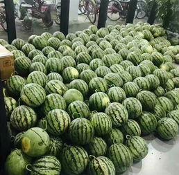 南阳张衡学校吃瓜,校园生活的一抹趣味色彩