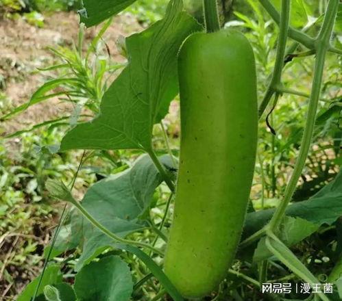 大肉瓠子瓜怎么吃,大肉瓠子瓜的多彩食法探索