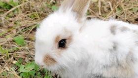 小兔乖乖吃瓜,一场欢乐的夏日盛宴