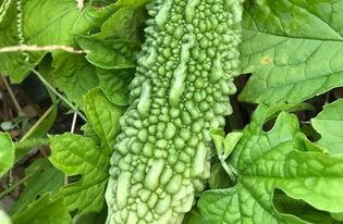 吃瓜兰,探寻神秘水果的传奇故事