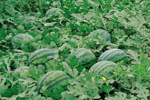 叶秋吃瓜,揭秘电竞圈幕后故事