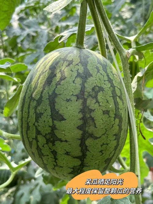 去年吃的瓜,回顾去年那些令人震惊的幕后故事