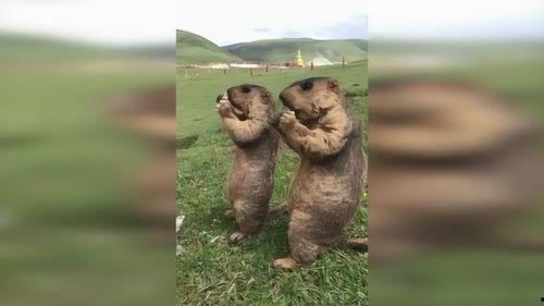 草原吃瓜群众介绍,草原吃瓜群众眼中的草原风情与生活画卷