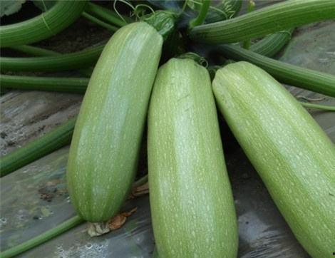 经期可以吃瓠子瓜,瓠子瓜助力女性健康调理