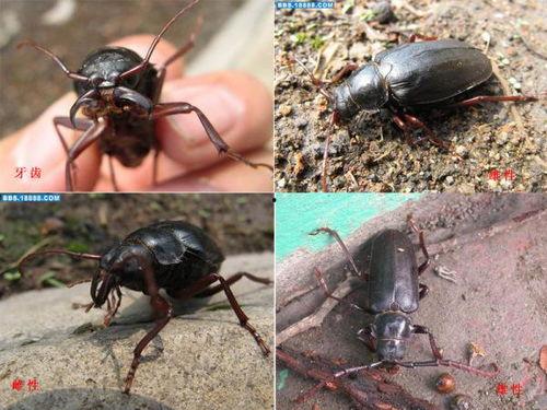 昆虫群众吃瓜视频,揭秘昆虫群众吃瓜的奇妙世界