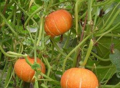 糖尿病可以吃嫩瓜和老瓜,嫩瓜与老瓜的适宜食用指南