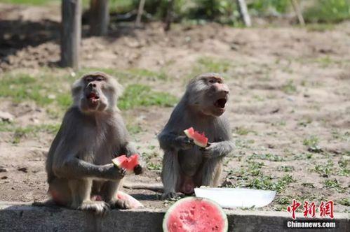 保护动物吃瓜,揭秘保护动物与“吃瓜”之间的微妙关系