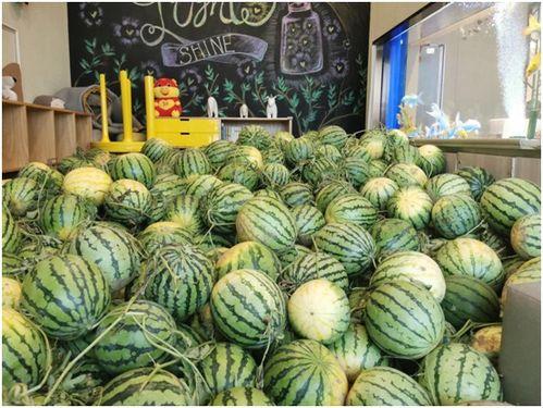 洛洛吃瓜速度,揭秘娱乐圈幕后真相