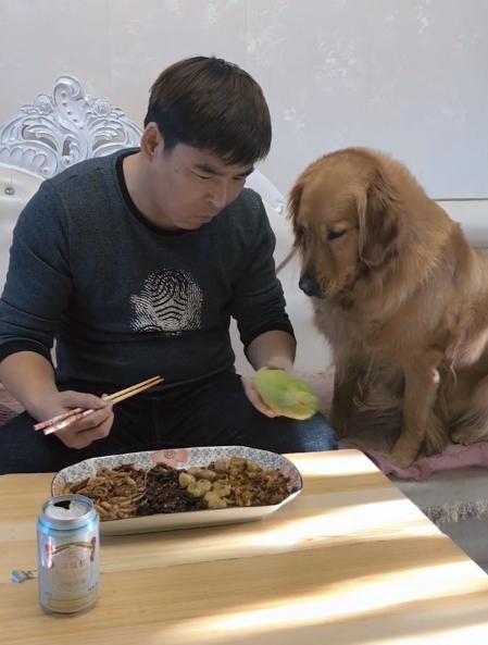 大金毛吃瓜,大金毛的夏日吃瓜日记