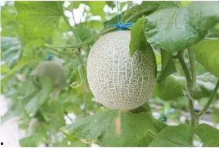 踏青吃蜜瓜,尽享春日甜蜜时光