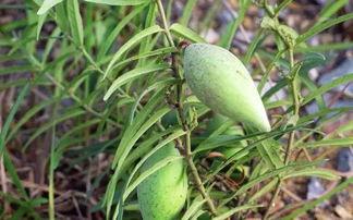 吃瓜咋样算不违法