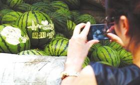 吃瓜的小王探秘,一场关于瓜果的探秘之旅