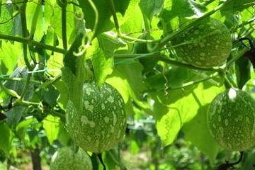 调瓜怎么吃,解锁夏日清凉美食新境界