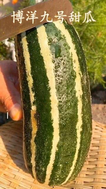 什么瓜可以蒸熟吃呢,探索各种可以蒸熟食用的瓜类食材