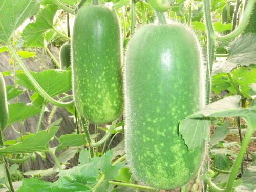 看吃瓜图片,揭秘吃瓜群众的欢乐瞬间