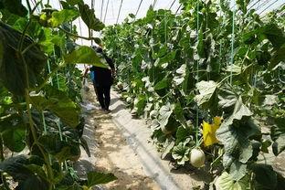 草莓群众吃瓜视频,吃瓜视频背后的故事揭秘