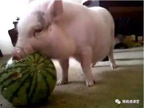 猪吃瓜玩偶