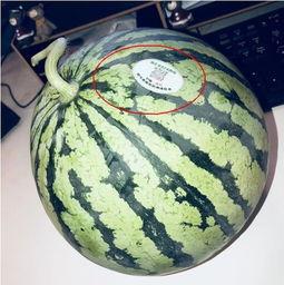 钦州网红吃瓜,揭秘当地美食背后的故事