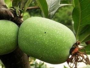 吃瓜海棠,揭秘娱乐圈的甜蜜与苦涩