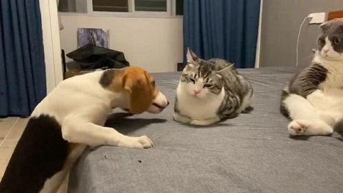 隔壁吃瓜贴吧,揭秘吃瓜群众的狂欢盛宴