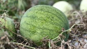 兰州最新吃瓜事件,最新吃瓜事件揭秘