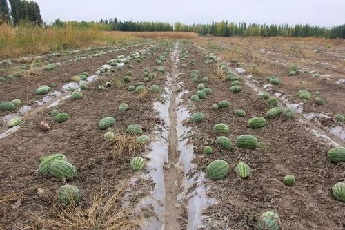 小里镇吃瓜,瓜香四溢，品味乡村生活新风尚