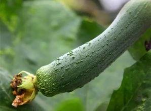 河南三妹吃瓜,揭秘网络红人的瓜田生活