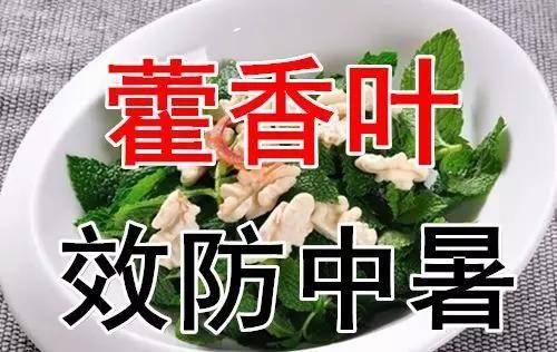 伏天吃三瓜三肉,三瓜三肉，健康度夏秘籍