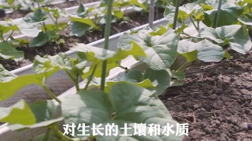 平平吃瓜